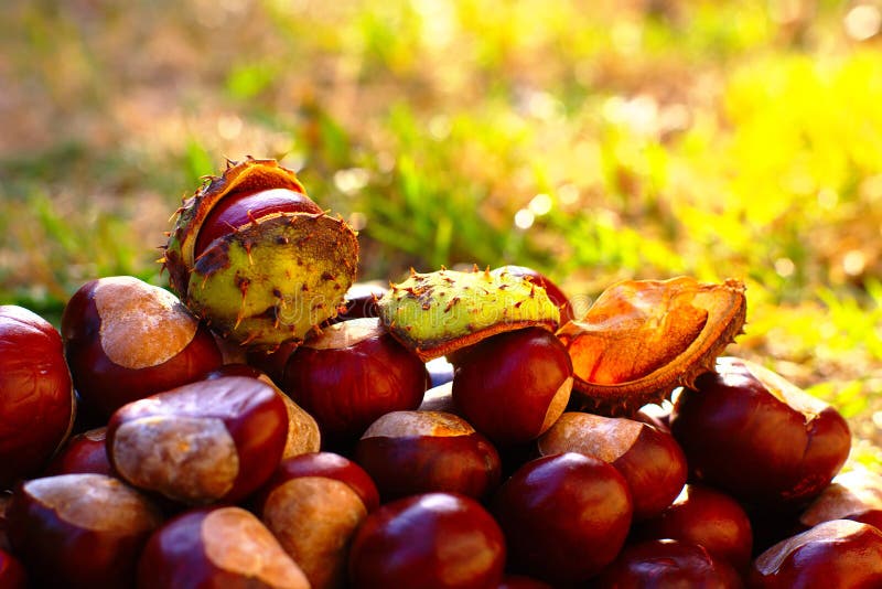 Autumn Background With Horse Chestnuts