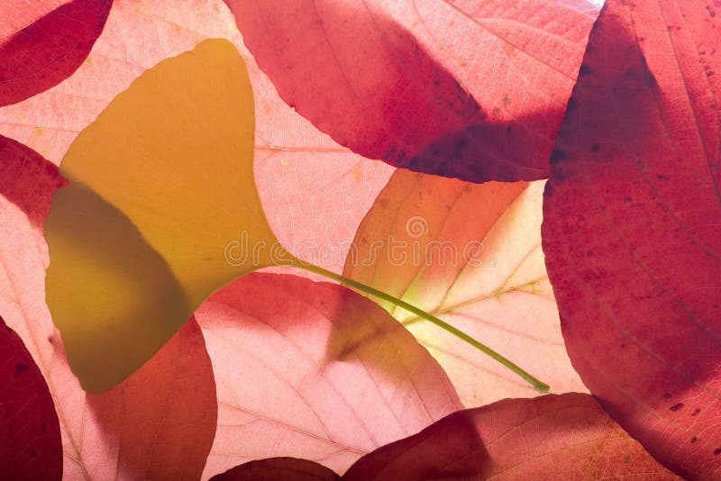 Autumn background from leaves