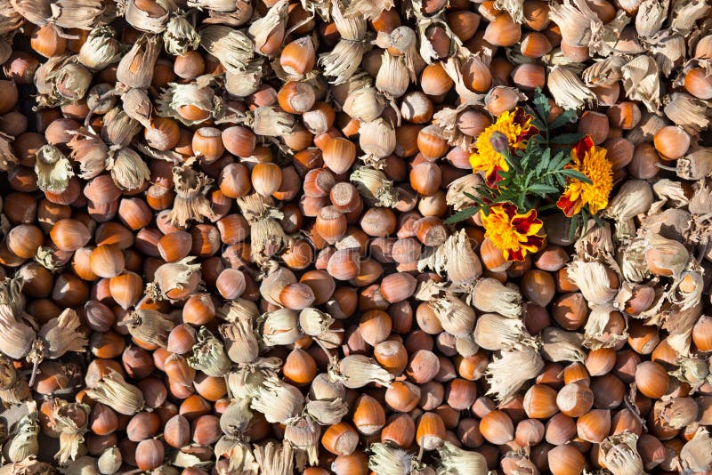 Autumn background made of hazelnuts with shell and flowers of thyme. Autumn background made of hazelnuts with shell and flowers of thyme