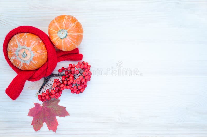 Autumn background with maple leaves, pumpkins, mountain ash with copy space. Mockup for autumn offers. royalty free stock photo Autumn background with maple leaves, pumpkins, mountain ash with copy space. Mockup for autumn offers. royalty free stock photo