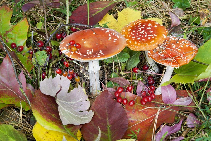 Autumn background - mushrooms, berries and leaves