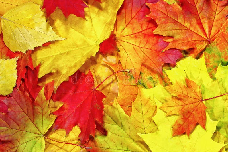 Autumn background pattern, maple leaves elements royalty free stock images Autumn background pattern, maple leaves elements royalty free stock images