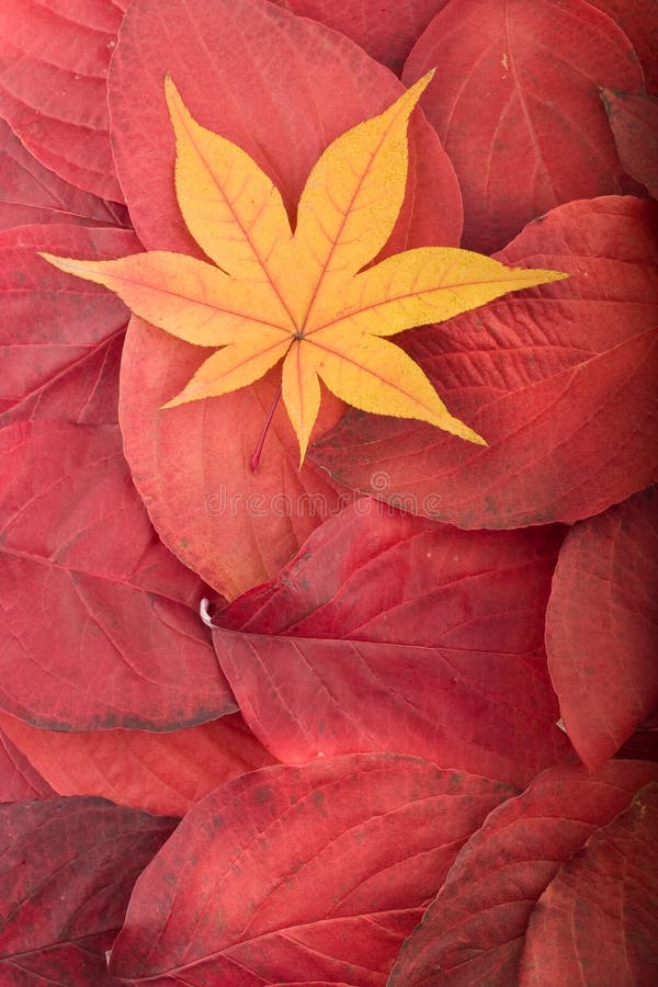 Autumn background from red leaves maple leaf