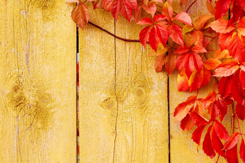 Autumn background, red leaves wooden texture. Autumn background, grape red leaves over grunge wooden texture stock photo Autumn background, red leaves wooden texture. Autumn background, grape red leaves over grunge wooden texture stock photo