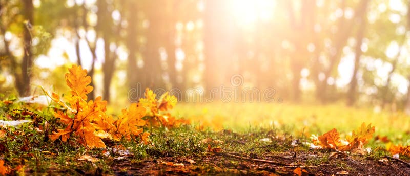 Autumn background with sunlight. Fallen oak leaves in the forest on a background of trees on a sunny day