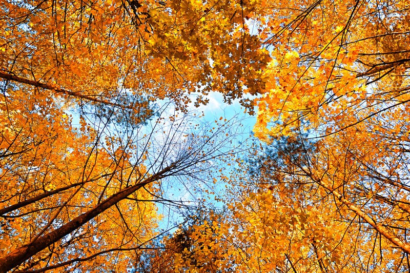 Autumn Background. Autumn Trees Extending the Sky. Autumn Forest ...