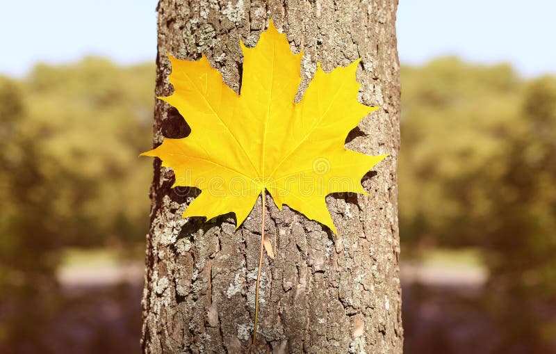 Autumn background, yellow maple leaf on the tree, nature