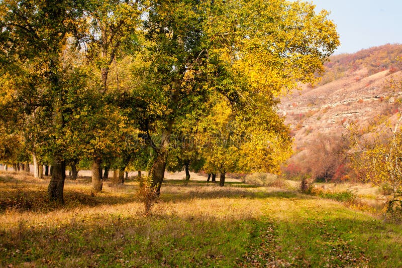 Autumn background, yellowed leaves on the poplar trees. Bottom view on the crown of trees against blue sky