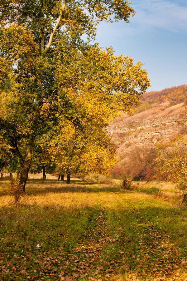 Autumn background, yellowed leaves on the poplar trees. Bottom view on the crown of trees against blue sky