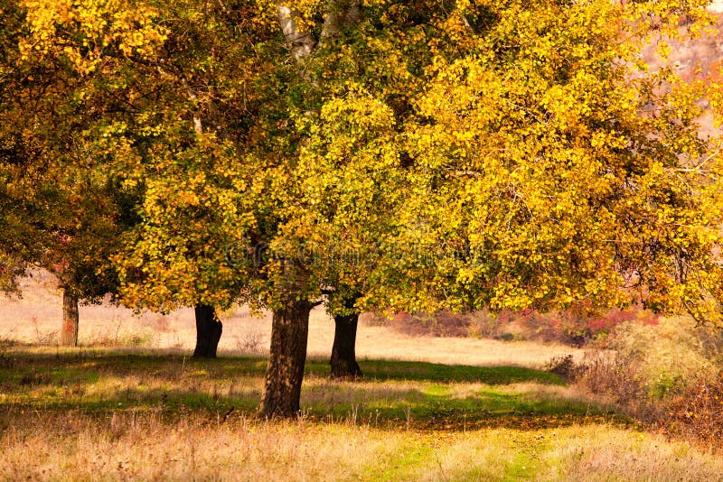 Autumn background, yellowed leaves on the poplar trees. Bottom view on the crown of trees against blue sky