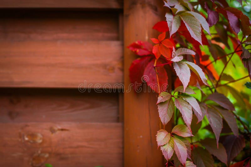 Autumn backgroung with grape leaves