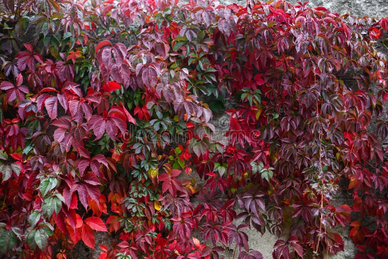 Autumn backgroung with grape leaves