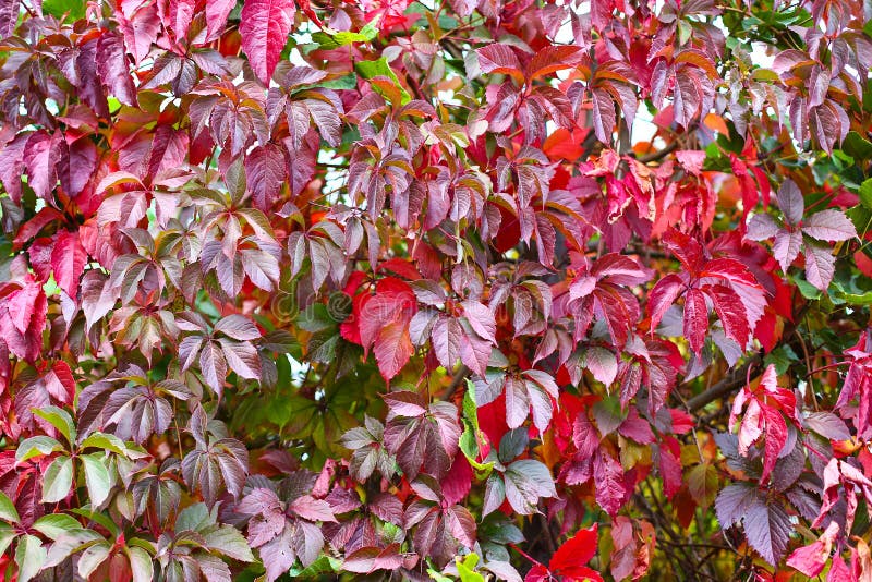 Autumn backgroung with grape leaves