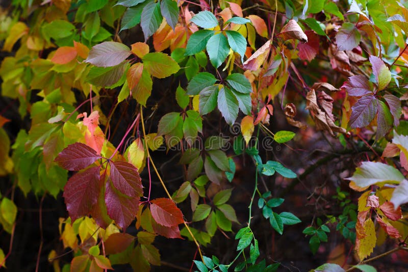 Autumn backgroung with grape leaves