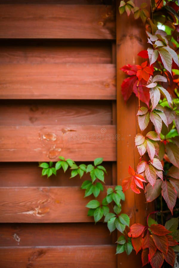 Autumn backgroung with grape leaves