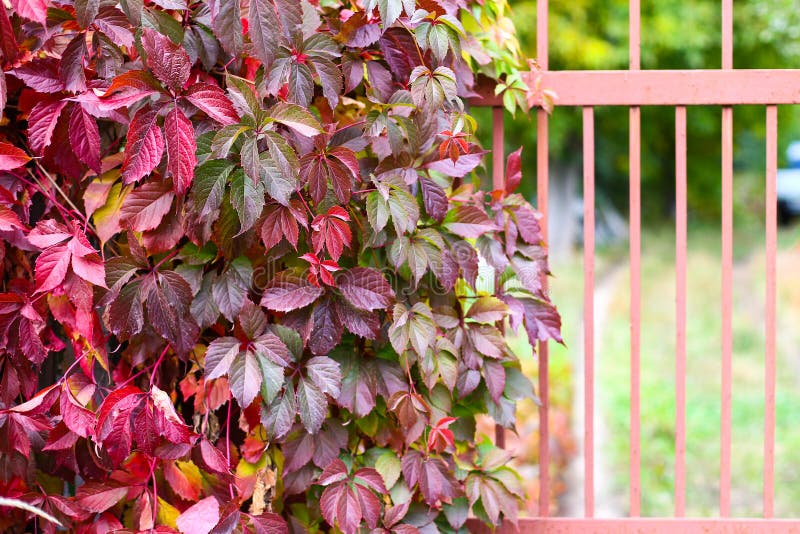 Autumn backgroung with grape leaves