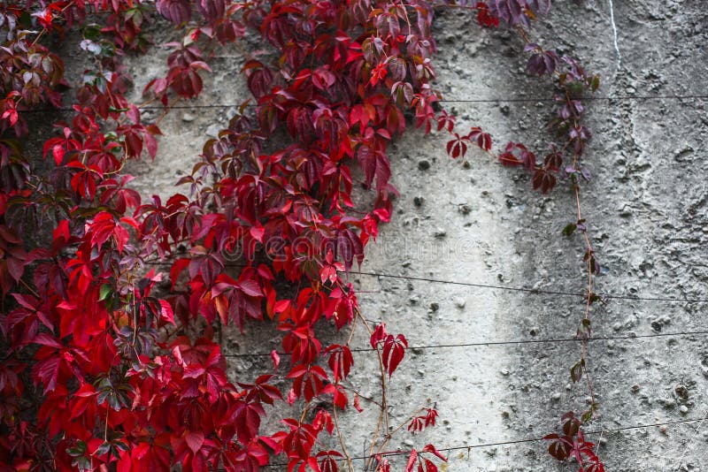 Autumn backgroung with grape leaves