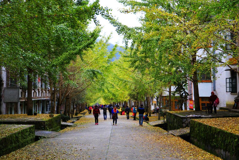 The Autumn beauty of Ginkgo Biloba in Nanxing City