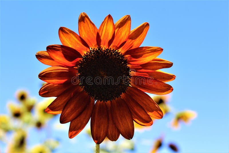 Autumn Beauty Sunflower in bloom in the desert, Arizona, United States