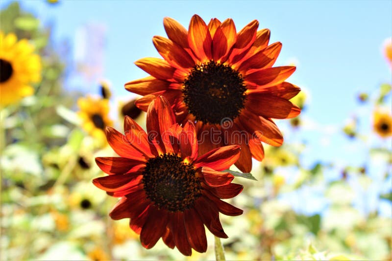 Autumn Beauty Sunflowers in bloom in the desert, Arizona, United States