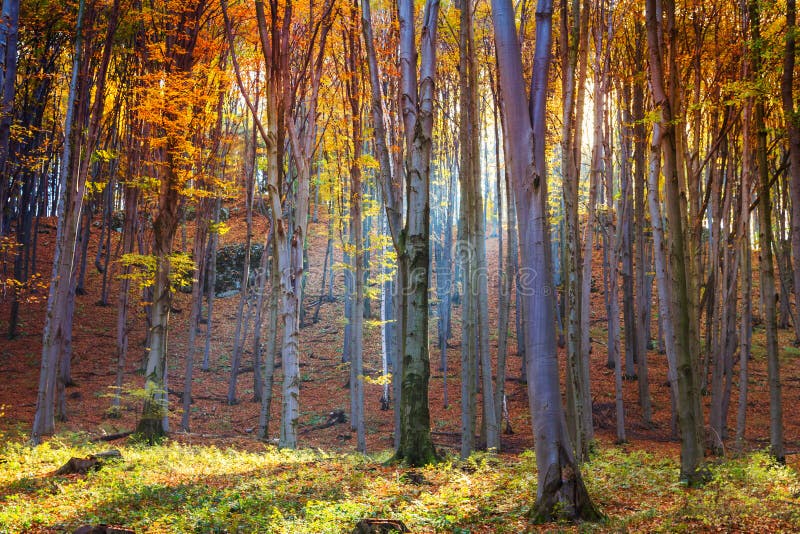 Autumn beech fall forest