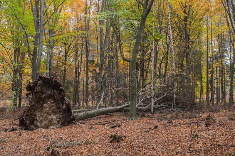 Autumn in a beech forest.