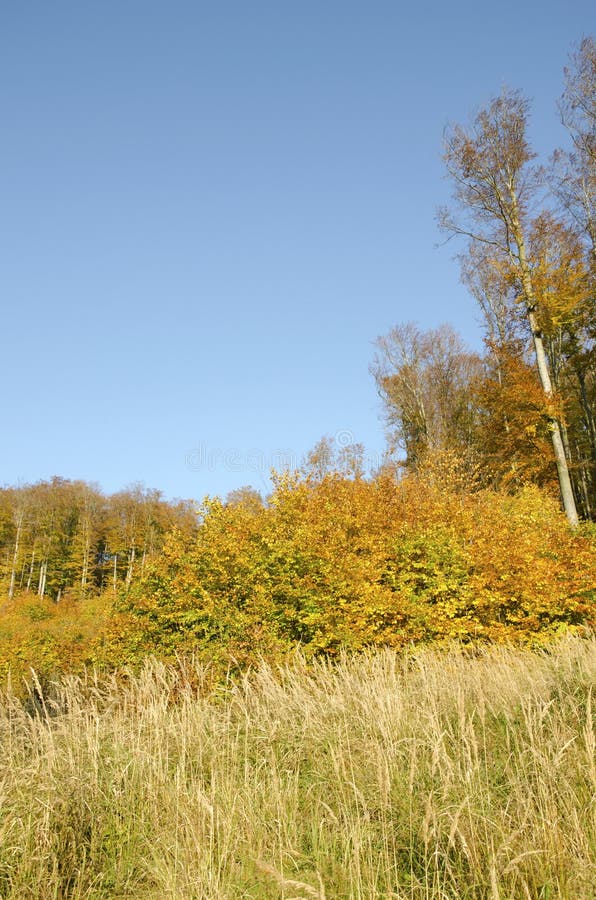 The autumn beech forest