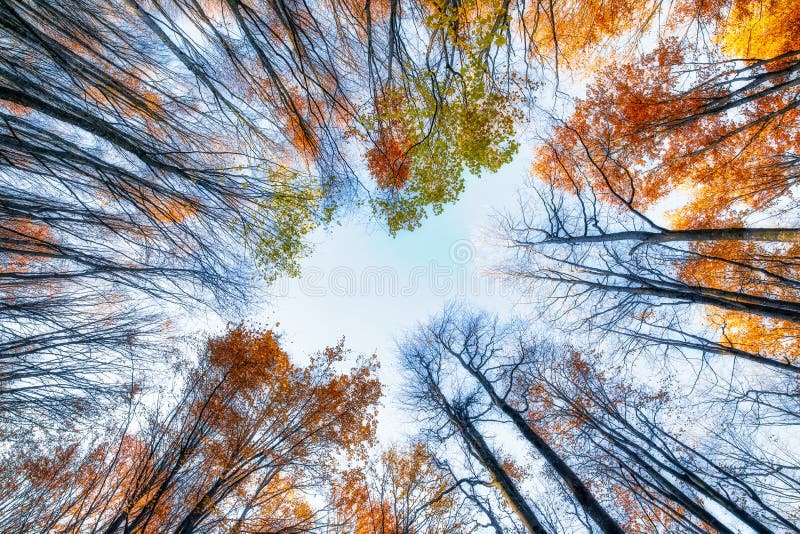 Autumn beech forest, view from below. Natural background.