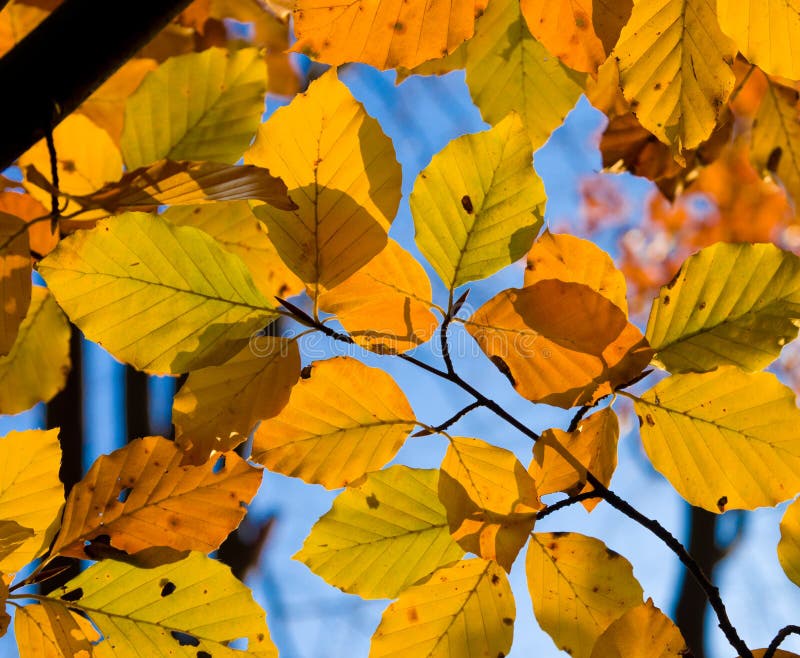 Autumn Beech Leaves Stock Photo Image Of Golden September 27705706