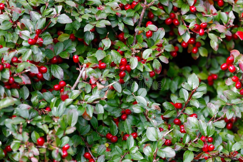 Autumn berries red gaultheria