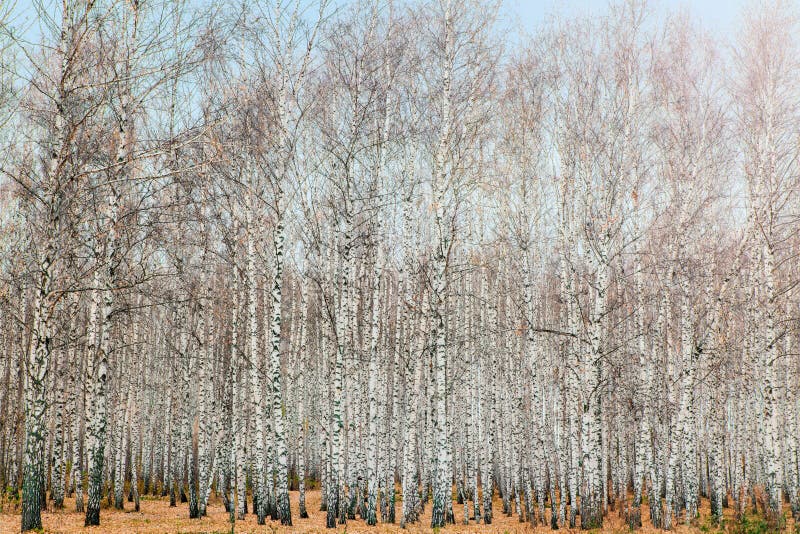 Autumn Landscape Of Birch Trunks Of Trees Without Leaves Stock Photo