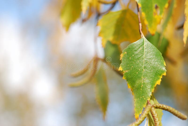 Autumn birch leaf royalty free stock image