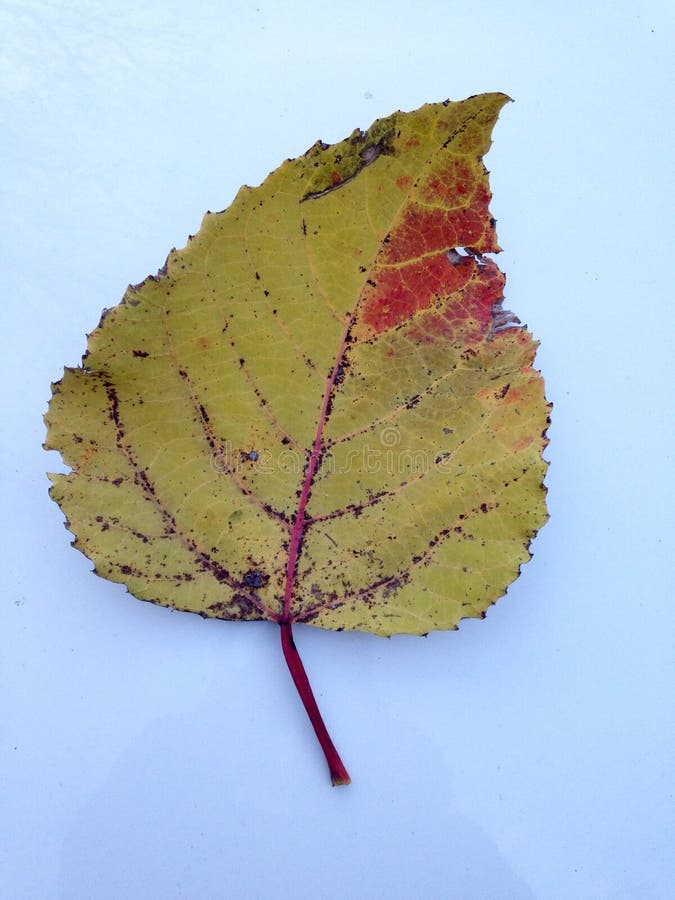 Autumn birch leaf royalty free stock photography