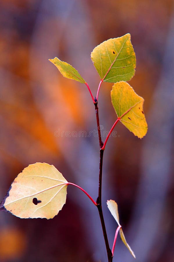 Autumn Birch Leaves With Blurred Fall Colors