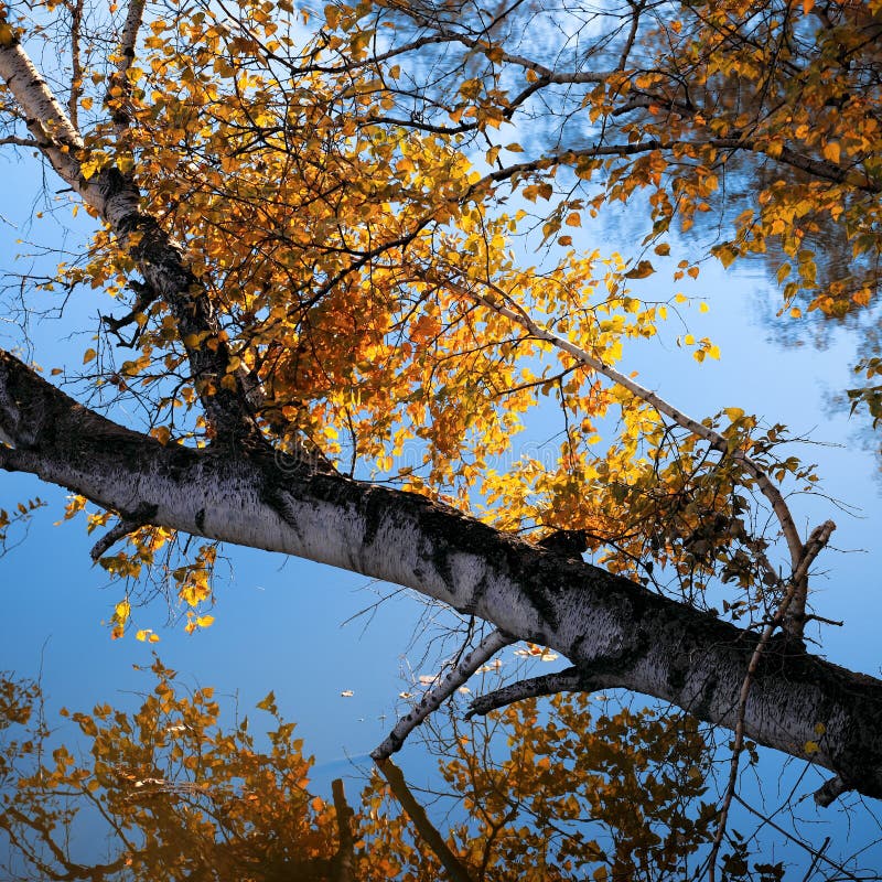 Autumn birch tree and branch on the lake