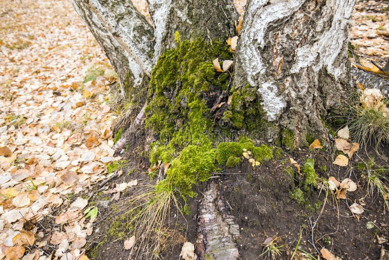 The autumn birch trees royalty free stock photography