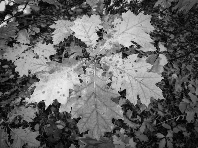 Autumn black and white leaves close-up royalty free stock photos