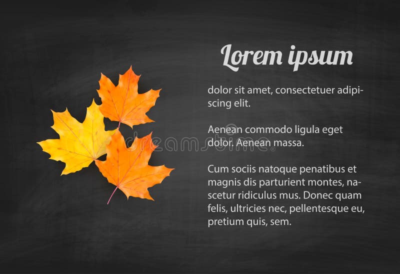 Autumn blackboard background with realistic maple leaves vector illustration Autumn blackboard background with realistic maple leaves vector illustration