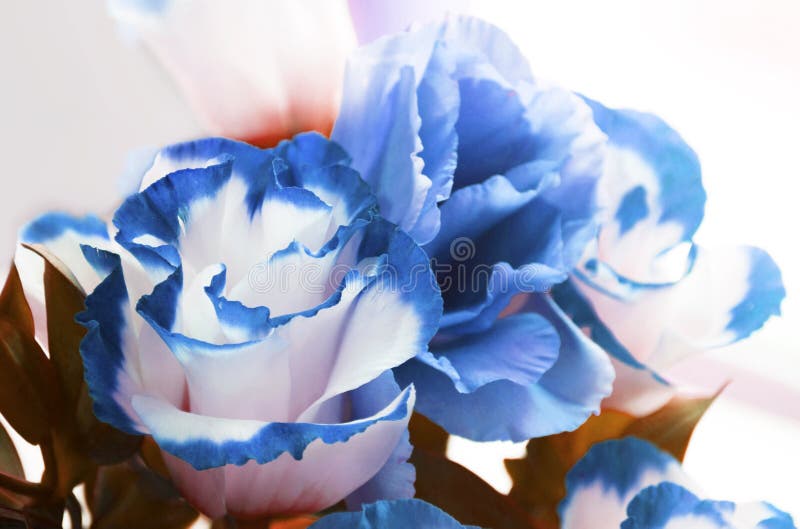 Autumn blue flowers stock photo. Image of green, stalk 60710392