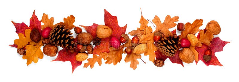 Autumn border of colorful fall leaves, nuts and pine cones, above view isolated on white