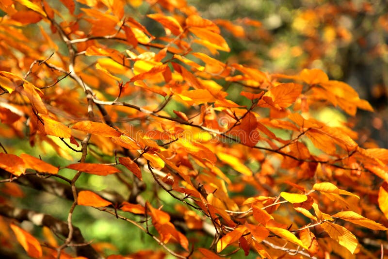 Autumn branches stock images Autumn branches stock images