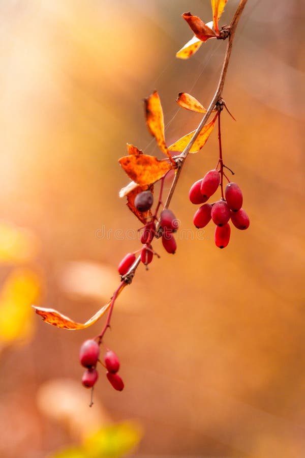 Autumn branches with leaves and red berries on branches