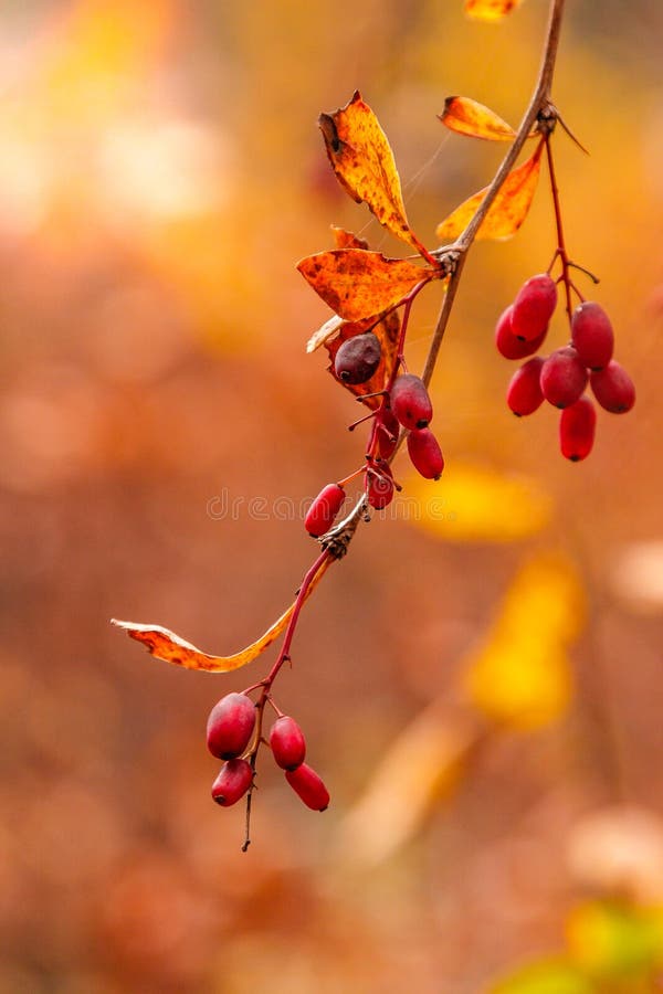 Autumn branches with leaves and red berries on branches