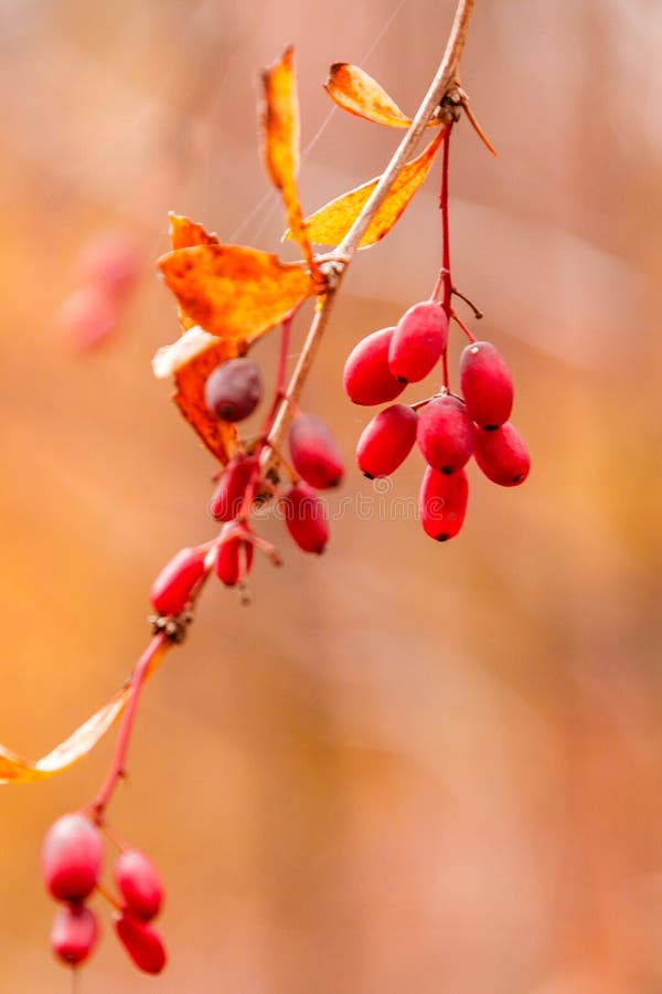 Autumn branches with leaves and red berries on branches