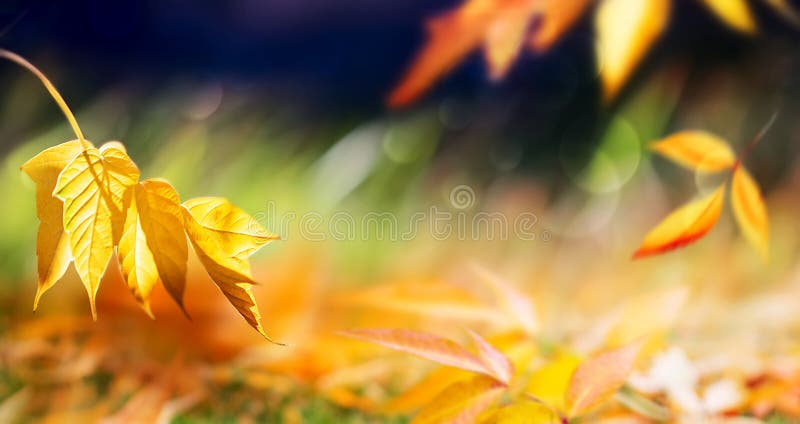 Autumn bright multicolored natural background. Yellow and red  leaves in the autumn forest. Free space for text and design.