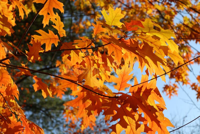 Autumn bright yellow orange oak tree leaves with blue sky