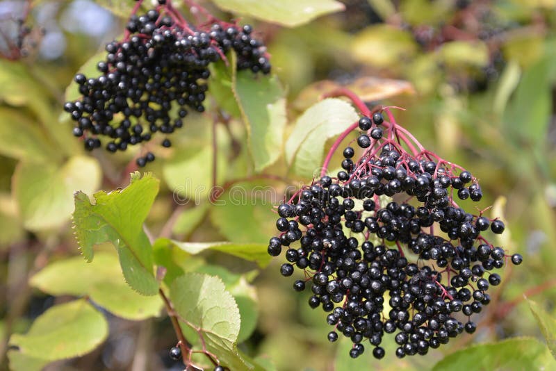 Autumn bunch of ripe elderberry fruit