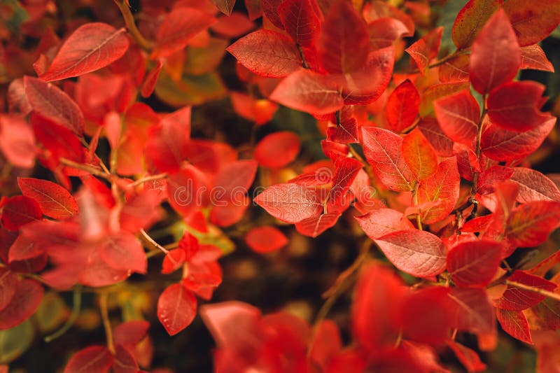 autumn bush with blueberry leaves. vaccinium corymbosum leaves bright burgundy red color in the garden in fall. gardening and natu