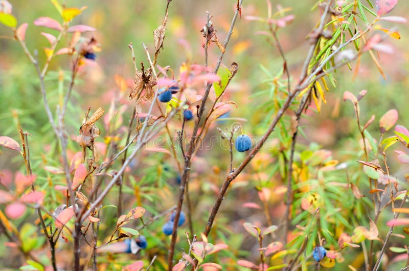 Autumn bushes of wild boreal blueberries with dried grass. royalty free stock image Autumn bushes of wild boreal blueberries with dried grass. royalty free stock image