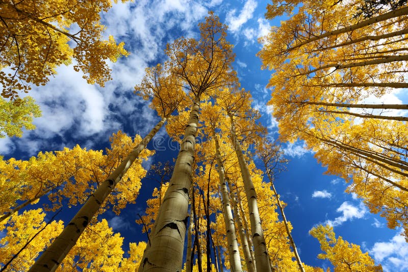 Autumn Canopy av briljantguling Aspen Tree Leafs i nedgång i Rocky Mountains av Colorado arkivfoto